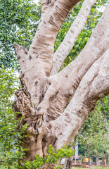 Big Trunk of Delonix regia tree.