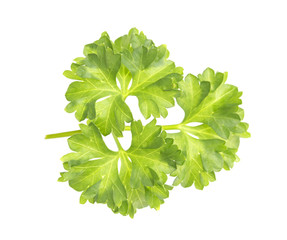 Close-up of fresh parsley branch isolated on white background