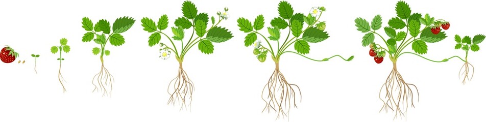 Growth stages of strawberry plant - obrazy, fototapety, plakaty
