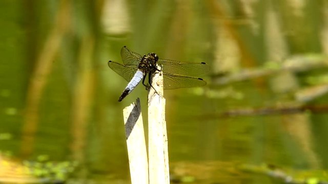 Plattbauch, Libellula depressa, Libelle