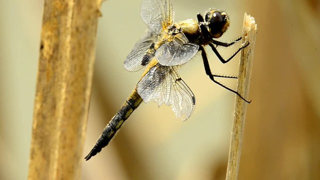 Vierfleck, Libellula quadrimaculata 