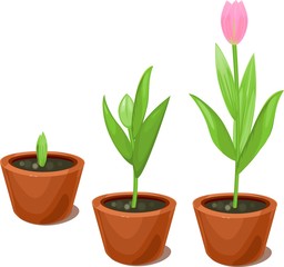 Tulip growth stage in flowerpots