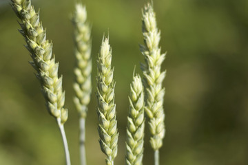 Green wheat spike