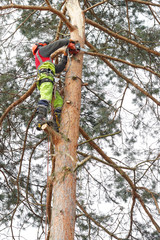 Ścinanie drzewa metodą alpinistyczną