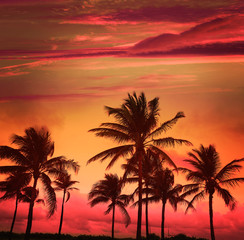 Fototapeta na wymiar Miami Beach South Beach sunset palm trees Florida