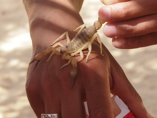 ядовитый скорпион на руке человека