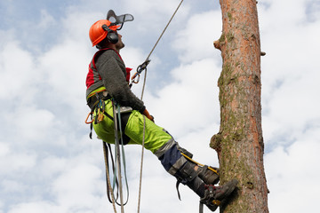 Metoda alpinistyczna wycinki drzew - obrazy, fototapety, plakaty