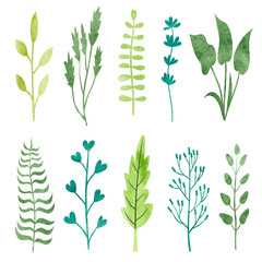 Set of watercolor leaves and branches isolated on white. Collection of hand drawn abstract herbs. Vector illustration. 