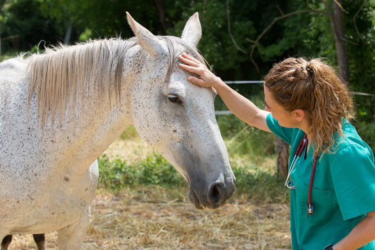 Veterinary on a farm