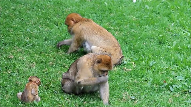 monkeys Macaca sylvanus eating grass on meadow
