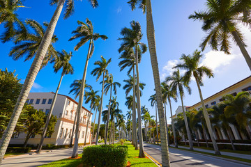 Fototapeta premium Palm Beach royal Palm Way Florida US
