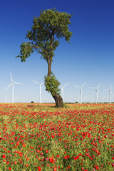 Wind turbines/Wind energy. Castilla-La Mancha, Spain, Europe.