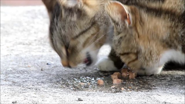  tabby cats eating wet food

