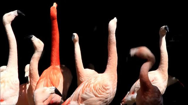 pink flamingos against black
