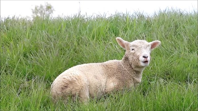 cute white lamb ruminating, close up
