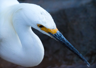 Curves on a great white egret