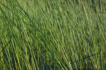 Фон камыша © heshixin