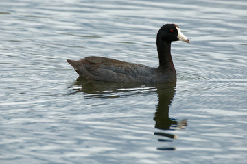 An American Coot placidly rests on the water. These small crane-like birds can be found diving and pulling up vegetation in but rural and urban waters.