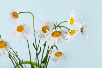 Beautiful daisies bouquet at blue background