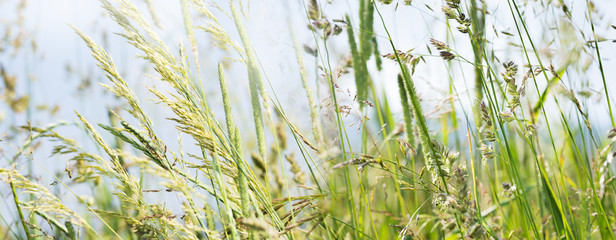Fototapeta premium kwitnąca trawa w szczegółach - alergeny