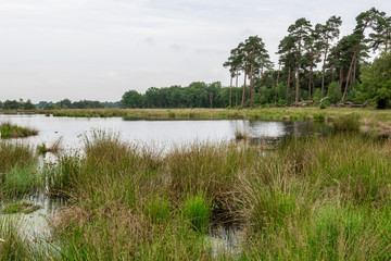 Landscape with lake swamp