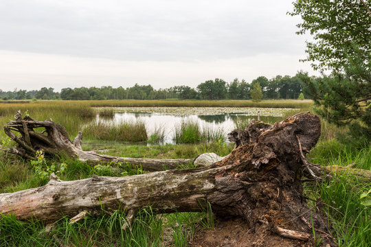 Tree and lake swamp