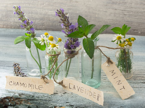 healing herbs, lavender, houseleek, mint, chamomile