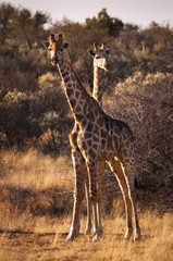 Naklejka premium Two giraffes in the Savannah, in Namibia, Africa