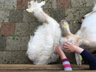 Kinder im Streichelzoo