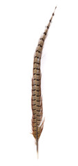 Bird feathers - a female pheasants long brown tail feather, isolated on a white background