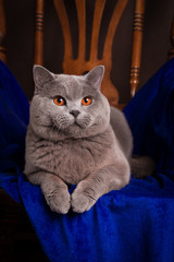 purebred British Shorthair cat on a chair