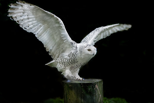 Abbflug