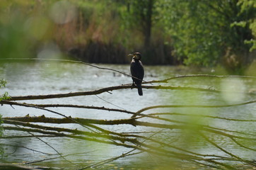 Grand Cormoran (Phalacrocorax carbo)