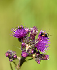 Ground beetle on thistle flower