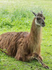 Lama