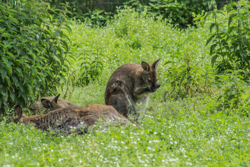 Känguru