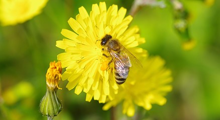 Biene auf gelber Blüte
