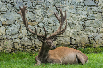 Rotwild © Mathias Karner