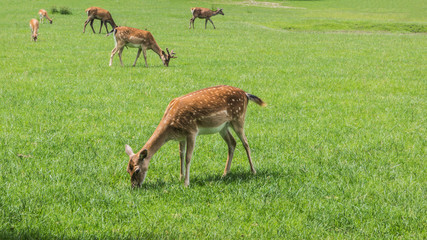 Rotwild © Mathias Karner