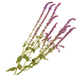 purple sage flower isolated on white background