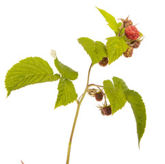 Naklejka premium Ripe raspberry on a branch with leaves. isolated on white backgr