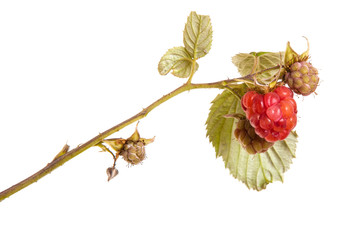 Ripe raspberry on a branch with leaves. isolated on white backgr