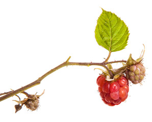 Ripe raspberry on a branch with leaves. isolated on white backgr