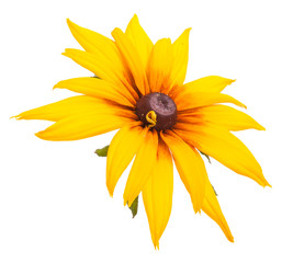 yellow garden flower. isolated on white background