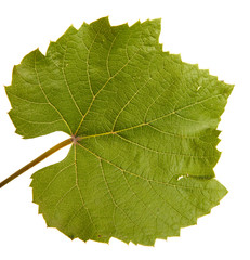 Green grape leaf. isolated on white background