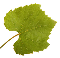 Obraz premium Green grape leaf. isolated on white background