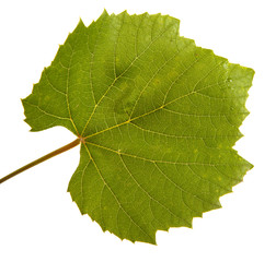 Green grape leaf. isolated on white background