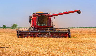 Fototapeta premium Combine harvester on a wheat field.