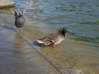 Canard et poule d'eau