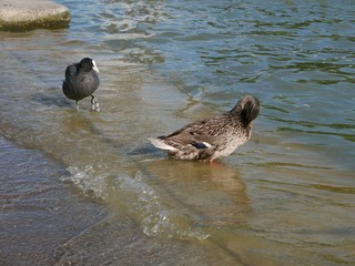 Canard et poule d'eau